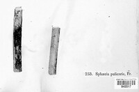 Fusarium roseum image